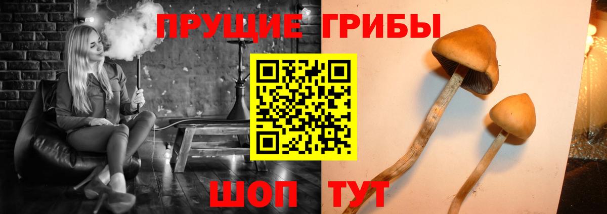 Псилоцибиновые грибы Psilocybe Мурманск